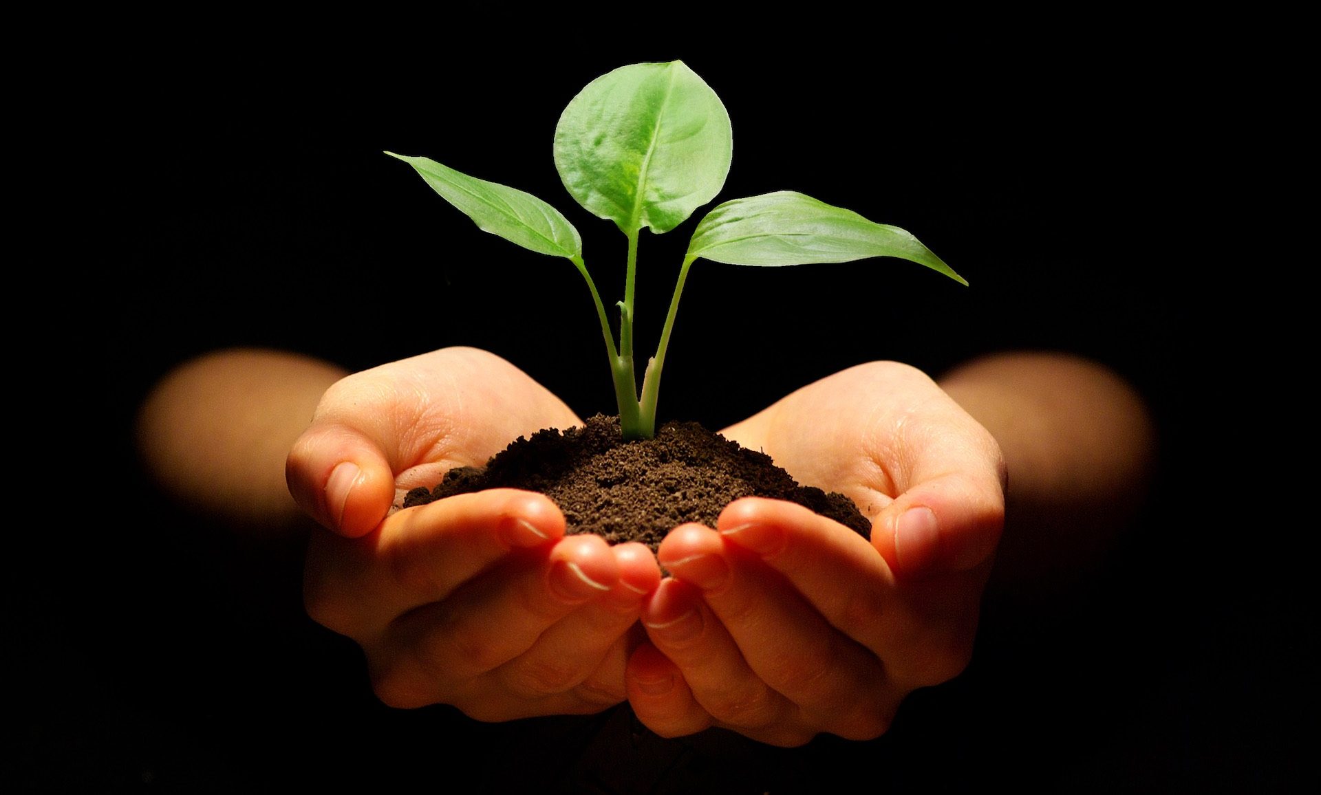 plant in hands Hands holding sapling in soil on black